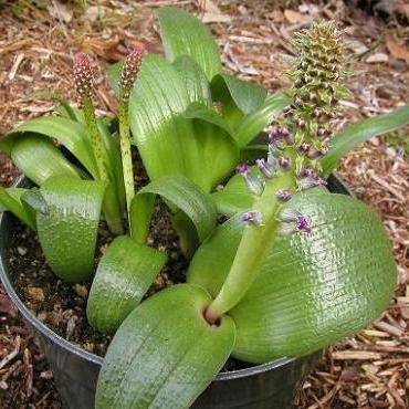 Lachenalia carnosa Seeds - Indigenous Bulbs Seeds