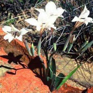 Gladiolus floribundus ssp floribundus Seeds - Sow Autumn - Indigenous Bulbs Seeds
