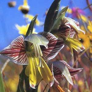 Gladiolus watermeyeri Seeds - Indigenous South African Perennial Bulb - Global Shipping