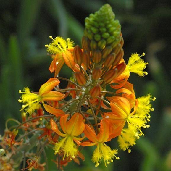 10 Bulbine frutescens Orange Seeds - Indigenous Bulbs Seeds
