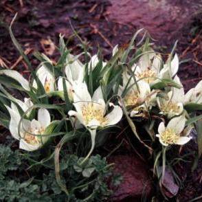 Androcymbium striatum Seeds - Indigenous Bulbs Seeds