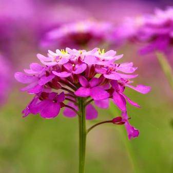 Globe Candytuft Seeds - Iberis umbellata - Sow Spring - Annual
