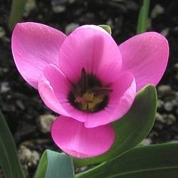 10 Hesperantha humilis Seeds - Indigenous South African Bulb Seeds For Sale From South Africa