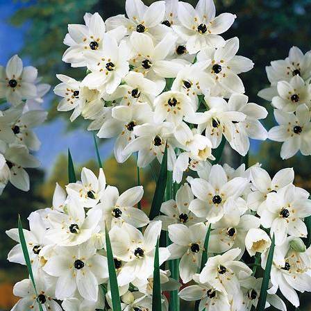 10 Ornithogalum saundersiae Seeds - Indigenous Bulbs Seeds