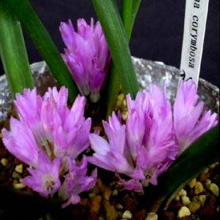 Polyxena corymbosa Seeds - Sow Autumn - Indigenous Bulbs Seeds