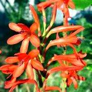 Watsonia pillansii Seeds - Sow Spring - Indigenous Bulbs Seeds