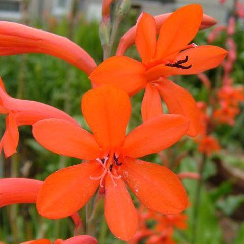 10 Watsonia pillansii Seeds - Sow Spring - Indigenous Bulbs Seeds