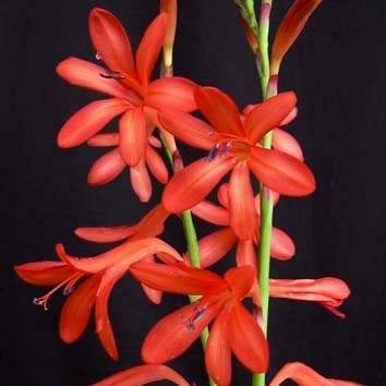 Watsonia coccinea Seeds - Sow Autumn - Indigenous South African Bulb Seeds