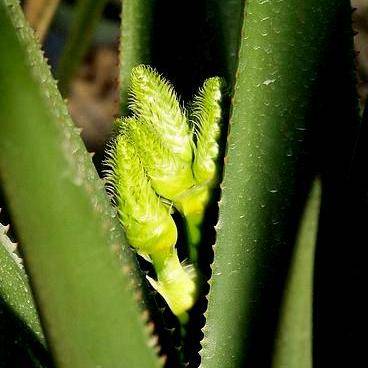 Aloe cryptopoda Seeds ~ Indigenous Succulents