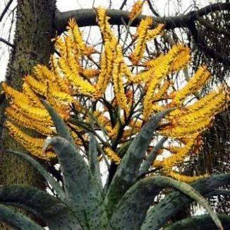 10 Aloe marlothii Yellow Seeds - Attracts sunbirds - Indigenous Succulents