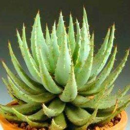 Aloe peglerae Seeds - Indigenous Succulents