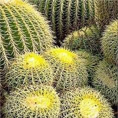 100 Mother-in-Law's Cushion (Echinocactus grusonii) Cactus Seeds - Succulents