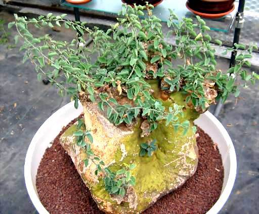 RARE SUCCULENT SEEDS Adenia spinosa - Caudiciform from South Africa