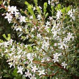 Oval-leaf Buchu, Boegoe Seeds - Agathosma crenulata Seeds - Indigenous Shrub