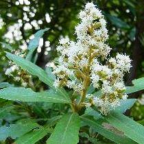 10 Water White Alder Seeds - Brachylaena neriifolia - Indigenous Tree Seeds