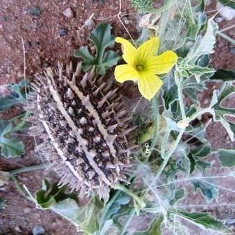 5 Cucumis africanus Seeds - Edible Wild Cucumber - South African Indigenous Vine - Global Shipping