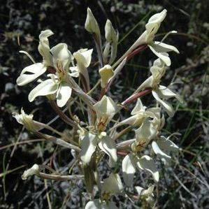 10 Disa karooica Seeds - Indigenous Orchid Seeds - Inheemse Orgidee Sade in Suid Afrika