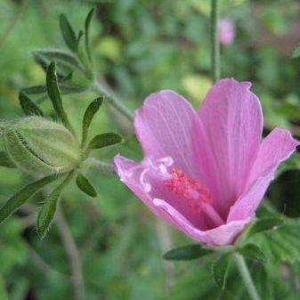Hibiscus pedunculatus Seeds - Wild Pink Hibiscus Indigenous Evergreen Shrub