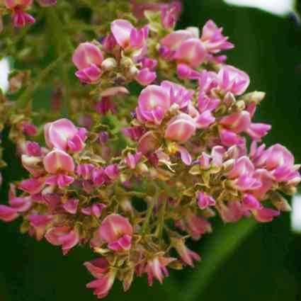 10 Philenoptera violacea Tree Seeds ~ Apple leaf, Rain tree - Indigenous