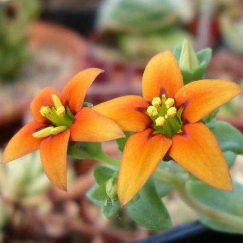 10 Crassula dichotoma Seeds - Succulent Plant Seeds Indigenous to South Africa - Worldwide Shipping