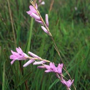 10 Dierama erectum Seeds - Indigenous Bulbs Seeds
