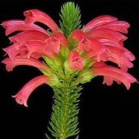 10 Erica abietina ssp aurantiaca Seeds - Indigenous Shrub Seeds - Struike Inheems aan Suid Afrika