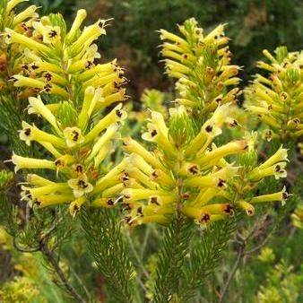 10 Erica pinea Seeds - Indigenous South African Shrub Seeds - FREE SEEDS WITH ALL DELIVERIES