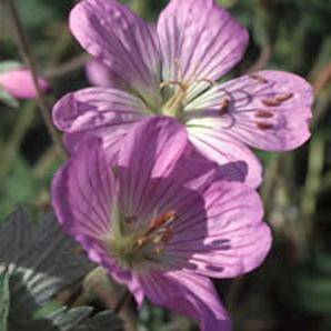 Geranium pulchrum Seeds - Indigenous Shrub