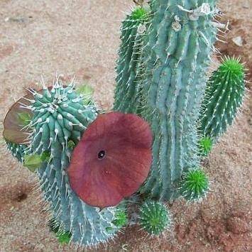 5 Hoodia juttae Seeds - Namibian Medicinal Succulent Stapeliad Exotic