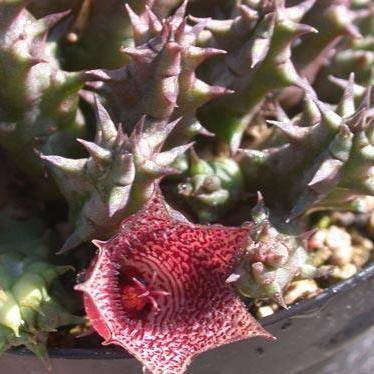 5 Huernia whitesloaniana Seeds - Indigenous South African Succulent Seeds + FREE SEEDS