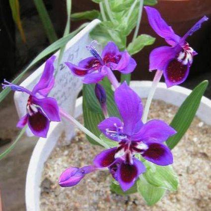 10 Lapeirousia pyramidalis ssp. regalis Seeds - Indigenous Bulbs Seeds