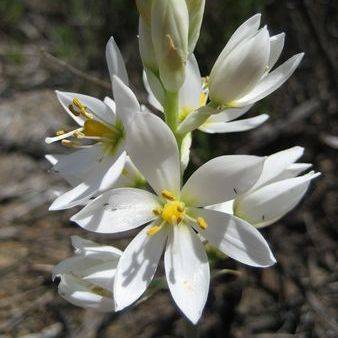 50 Ornithogalum strictum Seeds - Buy Indigenous Plant Seeds in South Africa - Bulb Seeds from Africa