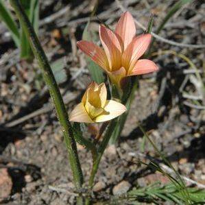 Romulea hirsuta var cuprea Seeds - Indigenous Bulbs Seeds