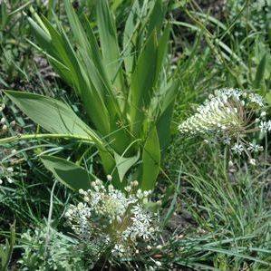 10 Schizocarphus nervosus Seeds + Free Seeds with ALL orders - Indigenous South African Bulb Seeds