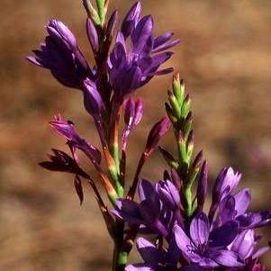 10 Thereianthus spicatus Seeds - Indigenous South African Bulb Seeds From Africa + FREE SEEDS