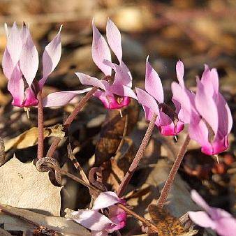 Cyclamen rohlfsianum Seeds - Bulbs Seeds