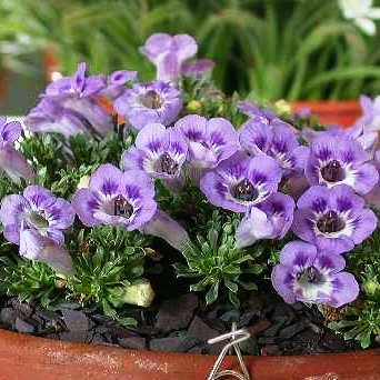 Karoo Violet Seeds - Aptosimum procumbens - Indigenous Perennials