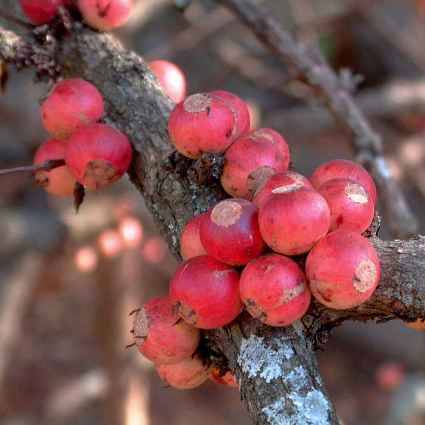10 Feretia aeruginescens Seeds - Red-Leaved Medlar Tree - Indigenous