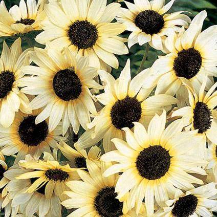 Helianthus debilis Italian White Sunflower Seeds - Annual Seeds