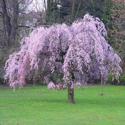American persimmon Tree Seeds - Diospyros virginiana Tree Seeds - Edible Fruit