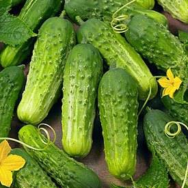 20 Boston Pickling Cucumber Seeds - Vegetable Seeds ~ Cucumis sativus Seeds