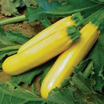 5 Golden Zucchini Squash Seeds - Cucurbita pepo - Vegetable Seeds
