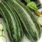 Italian Striped Zucchini Squash Seeds - Cucurbita pepo - Vegetable Seeds