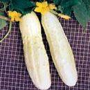 Cucumber Bianco Lungo - Italian White Cucumber Seeds - Cucumis sativus - Heirloom Vegetable Seeds