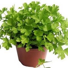 100 Parsley Italian Flat Leaf Seeds - Petroselinium crispum ~ Culinary Herbs