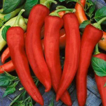 13 Anaheim Hot Chilli Pepper Seeds - Capsicum annuum - Chili Chile - Vegetable Seeds