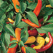 30 Hungarian Hot Wax Chilli Pepper Seeds - Capsicum annuum - Bulk Vegetable - Chile - Chili