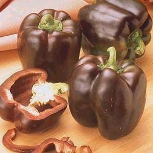 Chocolate Beauty Sweet Pepper Seeds â Capsicum annuum - Vegetable Seeds