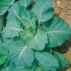 100 Southern Georgia Collards Seeds - Brassica oleracea - Vegetable Seeds