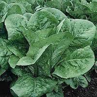 Romaine Lettuce Parris Island Seeds - Lactuca sativa - Heirloom Vegetable Seeds